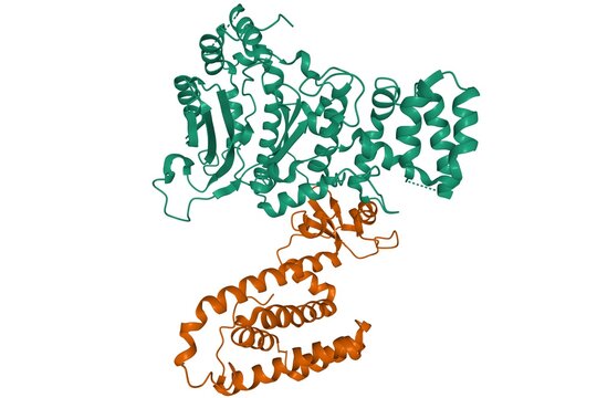 Human primase, 3D cartoon model isolated, white background