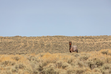 Fototapeta na wymiar Wild Horse Stallion in the Red Desert Wyoming in Autumn