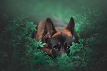 portrait of a german shepherd dog in a grass field with misterious look, moody, blurry background,...