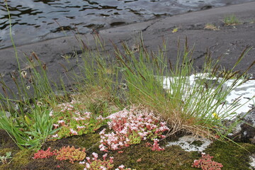 green grass on a black beach in ireland