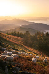 Sheeps grazing at the top of Jaizkibel mountain fields; Basque Country.