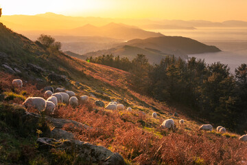 Sheeps grazing at the top of Jaizkibel mountain fields; Basque Country.