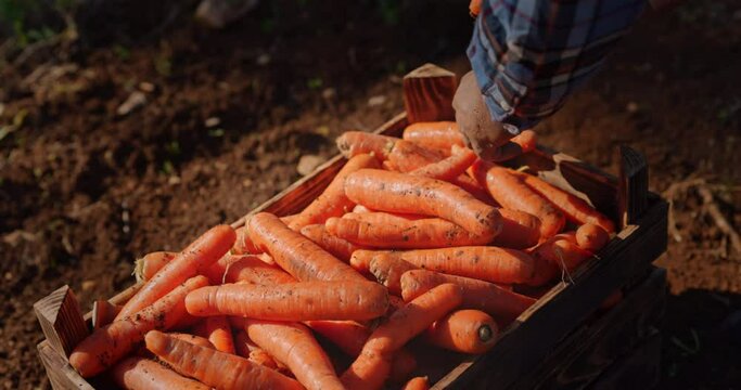 Farmer checking organic crate full of carrots on a farm