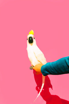 Parrot sitting on man's hand against pink background