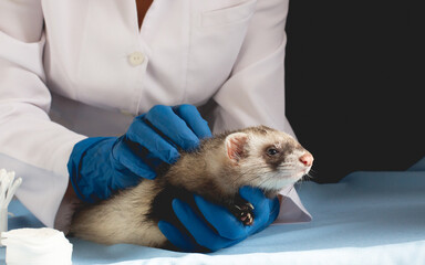 Vet Examining the ferret