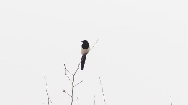 Eurasian magpie or Pica pica is sitting on frozen tree branch. Monochrome colored bird in winter forest.
