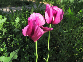 Purple poppy on a green meadow