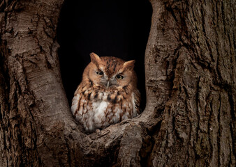 Fototapeta na wymiar Eastern Screech Owl 