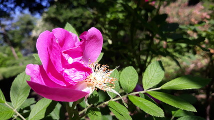 zerzause Rose mit Staubblättern