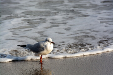 Möwe an der Ostseeküste, Deutschland