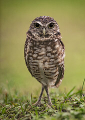 Obraz premium Burrowing Owl in Florida 