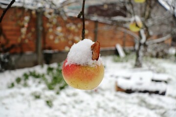 Apfel mit Schneehaube 