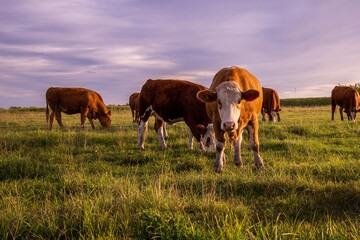 Cow looking directly at camera during sunset