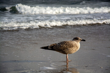 Möwe an der Ostseeküste, Deutschland