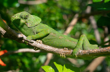 Chameleon climbing on a branch using camouflage for not to be seen in a tree in south Spain