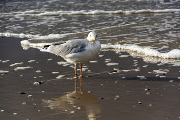 Möwe an der Ostseeküste, Deutschland