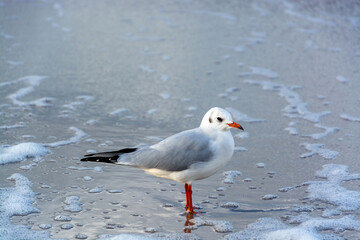 Möwe an der Ostseeküste, Deutschland