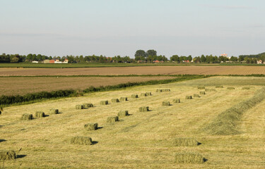 Fototapeta na wymiar a field with rows of little green hay bales of grass in zeeland, the netherlands in summer