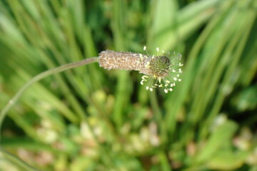 Naklejka premium Ribwort Plantain (Plantago lanceolata)