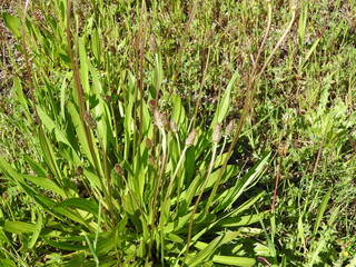 Ribwort Plantain (Plantago lanceolata)
