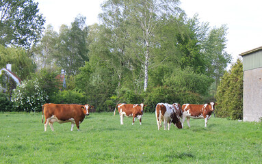 Fototapeta na wymiar a herd of beautitul brown cows is grazing in a green meadow with trees in the dutch countryside