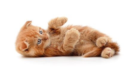 Fototapeta premium Little red kitten .