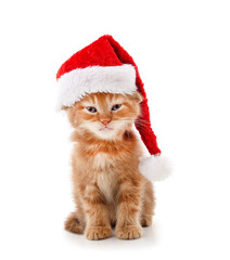 Cat in a Christmas hat.
