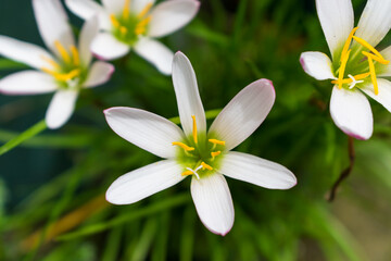 Flores blancas