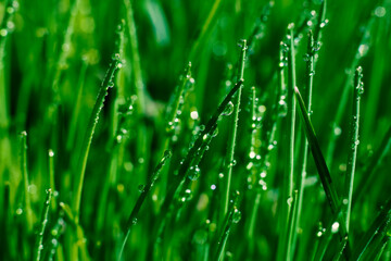 Fototapeta na wymiar Dark green grass background with long straight leaves in water drops. Botanical horizontal format layout
