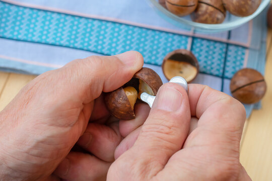 Mans hands opening australian nuts also known as macadamia with key. Cracking kernels of macadamia nuts close up view.