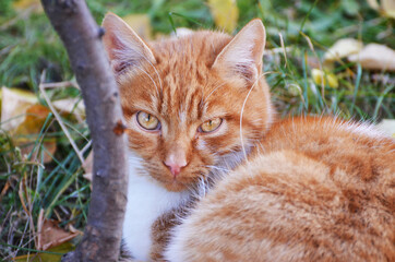 Homeless red cat  in the park,autumn