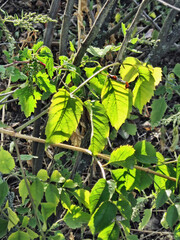 Autumn motive.Composition 4.