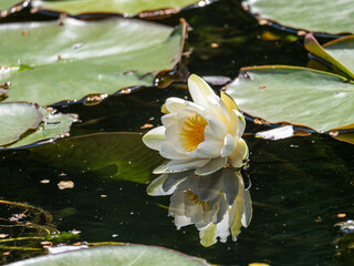 Seerose mit Spiegelung