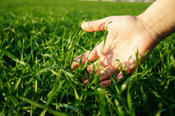 women's hands touch the fresh juicy grass