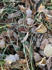 iced foliage on a meadow in december
