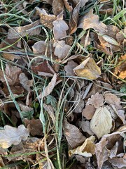 iced foliage on a meadow in december