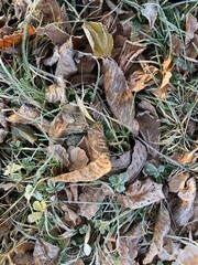 iced foliage on a meadow in december