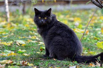 Gray cat with green eyes sitting and watching into distance, fall season