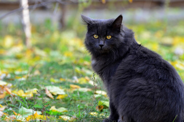 Naklejka na ściany i meble Gray cat with green eyes sitting and watching into distance, fall season