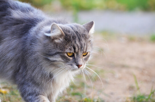 Homeless grey cat outdoors, autumn photo