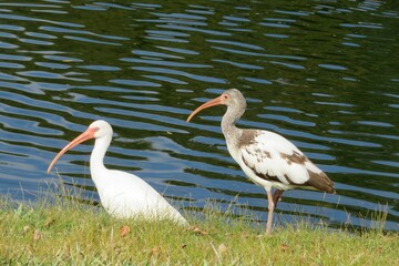 Ibises at the river on blue water background, closeup