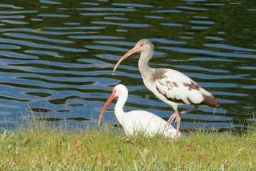 Ibises near the river in Florida nature, closeup