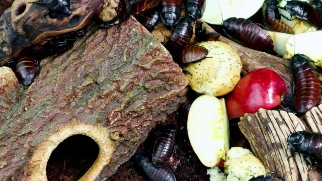 Time laps of captive Madagascar Hissing Cockroaches eating muffins and apples inside a terrarium. 
