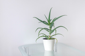 Aloe room plant in a white flowerpot on a glass table in a white wall background. A beautiful room plant in an interior.