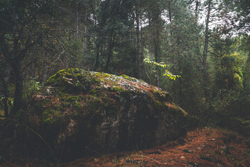 autumn forest in the morning