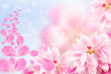 Fototapeta na wymiar Pink peonies with petals close-up soft focus.