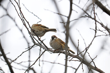 sparrow in the bush	