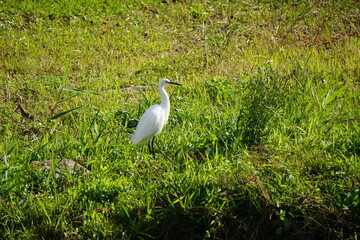 公園にいたシラサギ