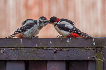 Specht f&uuml;ttert Junges