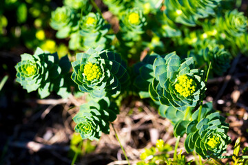 Arctic flowers close up tundra view, Barents sea.